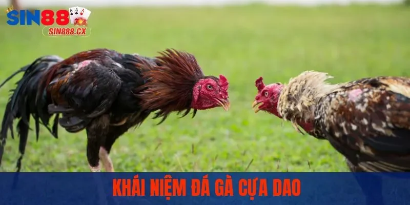 Đá Gà Cựa Dao - Sức Hấp Dẫn Từ Những Trận Đấu Nảy Lửa 1 Khái niệm đá gà cựa dao